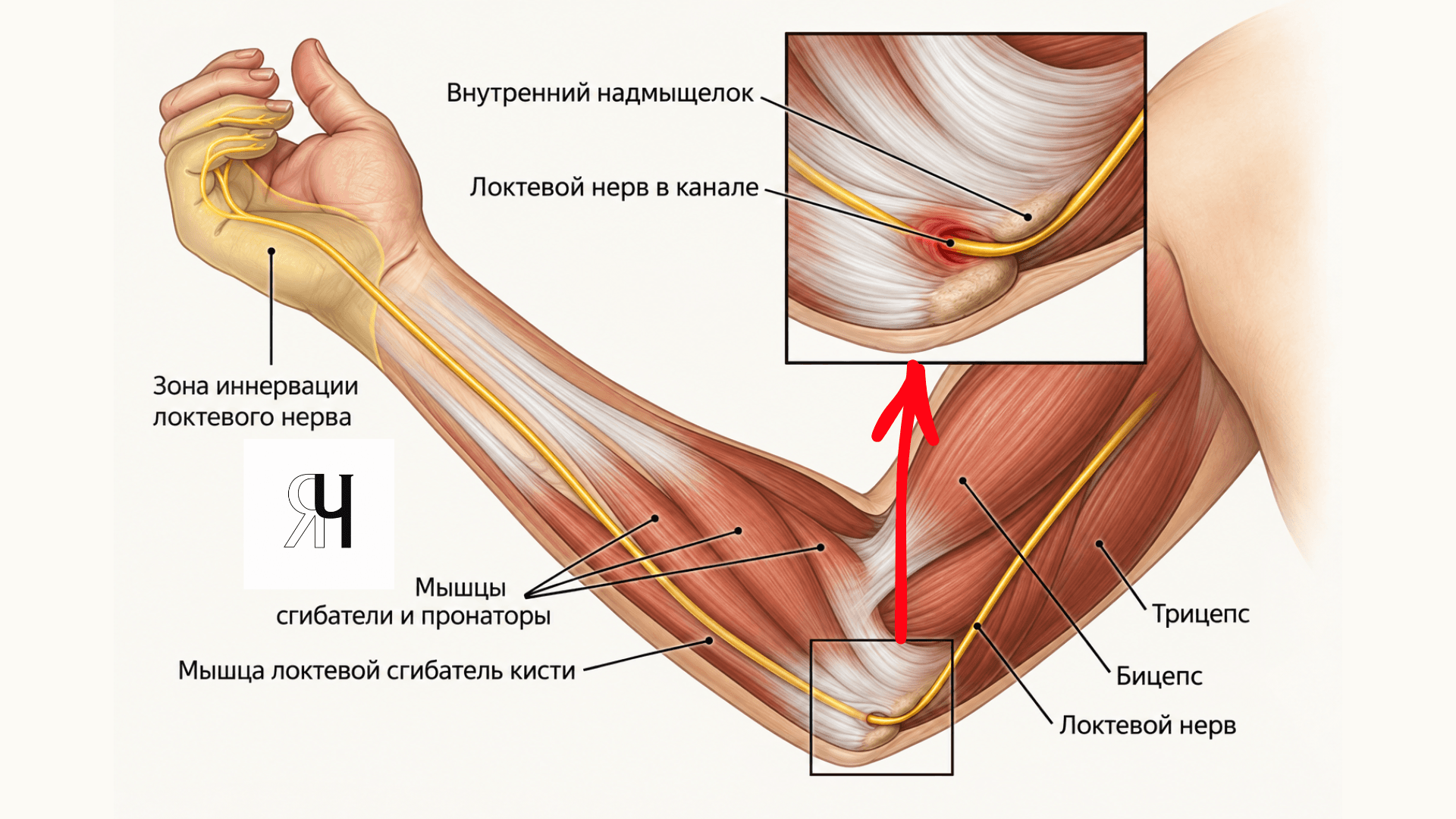 Схема расположения локтевого нерва у локтевого сустава